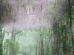 -合肥滨湖国家森林公园