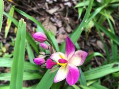 -武吉知马自然保护区