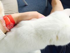-喵的天空名猫咖啡馆·撸猫·猫舍·用品