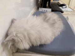 -芭比堂动物医院广州顽皮分院