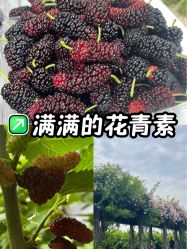 -太湖雪蚕桑文化园
