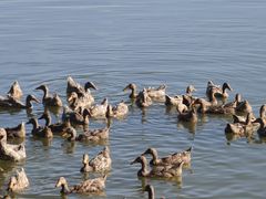 -野鸭湖国家湿地公园