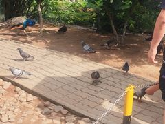 -西霞口神雕山野生动物世界