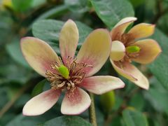 -国家植物园南园