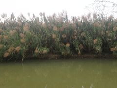 -大湾区中央湿地公园