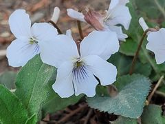 -国家植物园南园