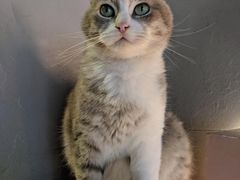 -猫儿山۰猫主题餐厅