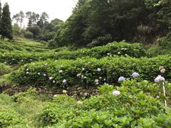 -鼓岭旅游度假区