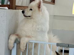 -共舞时光猫咖·狗咖(新街口店)
