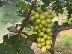 -马陆小张葡萄园农家乐