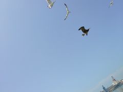 -海驴岛(荣成市)