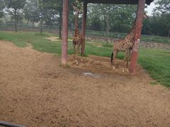 -石家庄市动物园