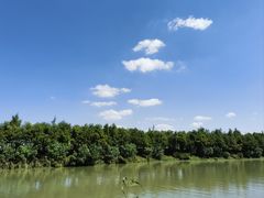 -合肥滨湖国家森林公园