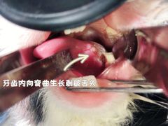 -美联众合动物医院·24h转诊中心