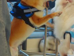 -怪兽屋·羊驼·猫咖·狗咖(俊华广场店)