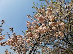 -高东镇樱花园