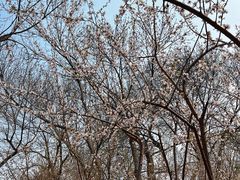-桃花堤公园