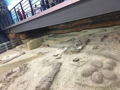 -吉林省自然博物馆