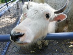 -长白岛森林公园