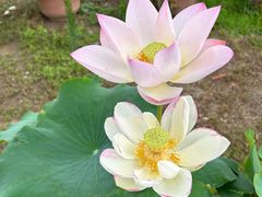 -莲花池公园