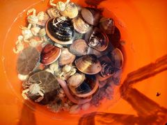 -红树林天天赶海