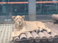-西安秦岭野生动物园