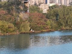 -大亚湾红树林城市湿地公园