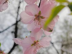 -海淀公园