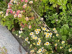 -小田油焖小龙虾(双井店)