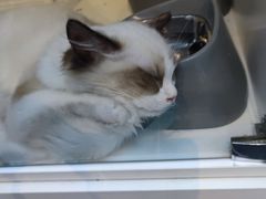 -萌兽医馆·眼科·异宠专科(三里屯店)