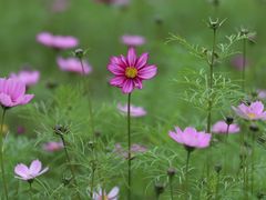 -天适樱花悠乐园