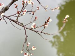 -香雪海