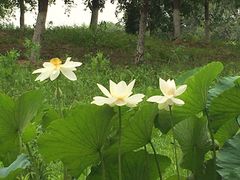 -东郊湿地公园