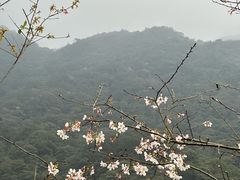 -广州市石门国家森林公园