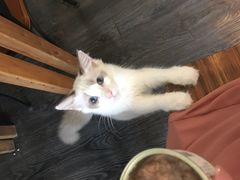-吉丁鸟咖·异宠·寄养