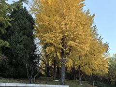 -玲珑塔公园