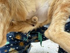 -瑞派旺宝宠物医院·犬猫全科综合·尿道专科(莲兴院)