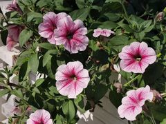 -亚龙湾国际玫瑰谷