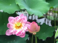 -陈家山荷花公园