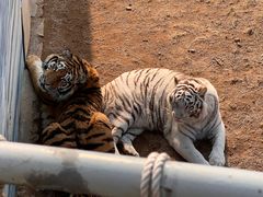 -西霞口神雕山野生动物世界