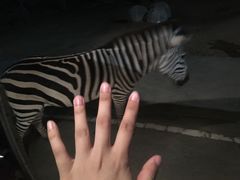 -清迈夜间动物园