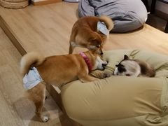 -南京Hallo宠物乐园·哈罗犬舍·柴犬繁育基地