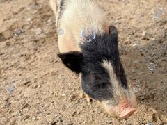 -田园东方蜜桃村的田野营地