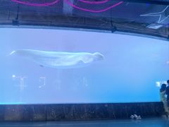 -海合安成都极地海洋公园