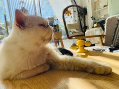 -平行世界·猫咖(首经贸店)