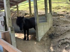 -神户市立六甲山牧场