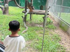 -深圳野生动物园