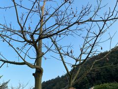 -神光山国家森林公园