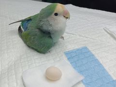 -博特宠物医院24h犬猫全科.骨科·异宠