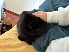 -宠颐生宠物医院·心肾内科·猫专科诊疗中心宠巢店